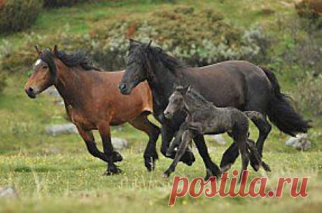 Обои Животные Лошади, обои для рабочего стола, фотографии животные, лошади, дождь, трио Обои для рабочего стола, скачать обои картинки заставки на рабочий стол.