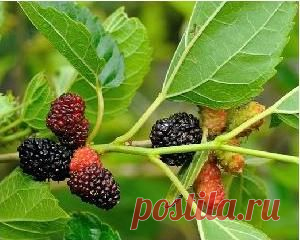 Полезные свойства шелковицы