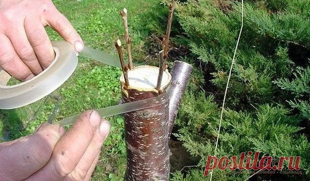 Особенности прививки садовых растений | Делимся советами