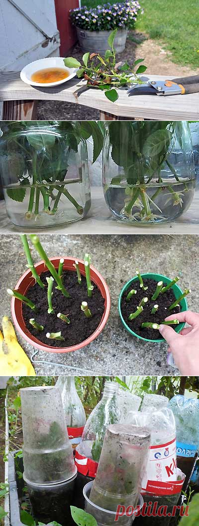 Размножение розы черенками в домашних условиях | Мое подворье