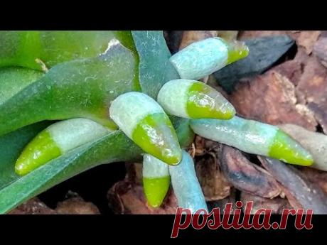 ПОСТОЯННО орхидеи ПОЛИВАЛА ЭТИМ! корни ПОПЕРЛИ! орхидеи ПОКРЫЛИСЬ корнями! полив ПОКОРИЛ орхидеи!