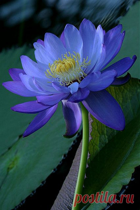 Water Lily | Flowers/Gardening