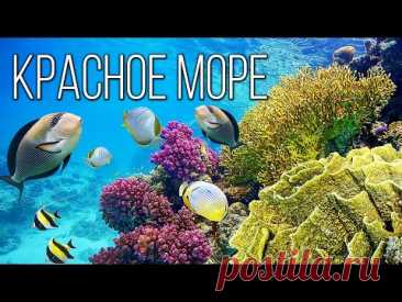 Красное море: Самое живое и чистое море планеты Земля | Интересные факты про Красное море
