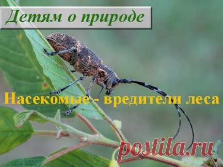 Насекомые - вредители леса. Жуки - YouTube