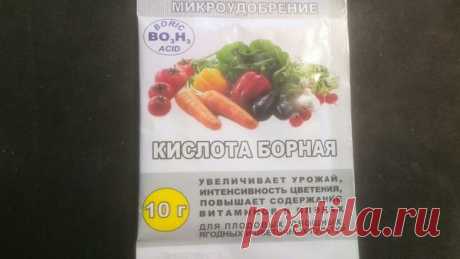 Чудо-средство для увеличения завязей огурцов. Секретный ингредиент! | Дачные секреты от Виктории Радзевской | Яндекс Дзен