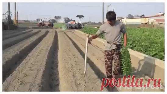 (55) Одноклассники