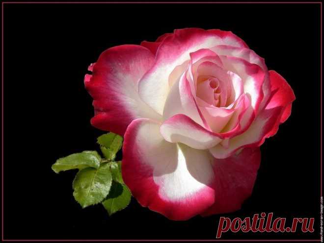 Fleur rose rose rose double delight | ❁ℬęautiful ℛosęs ❁}-->---- | …