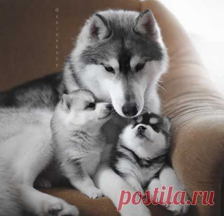 20 животных, которых так и распирает от родительской гордости