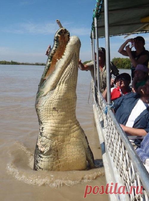 Огромные животные, при виде которых становится не по себе — Наука и жизнь