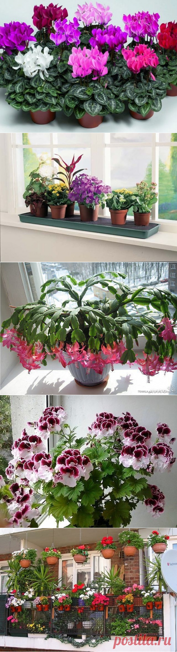 (1) Одноклассники