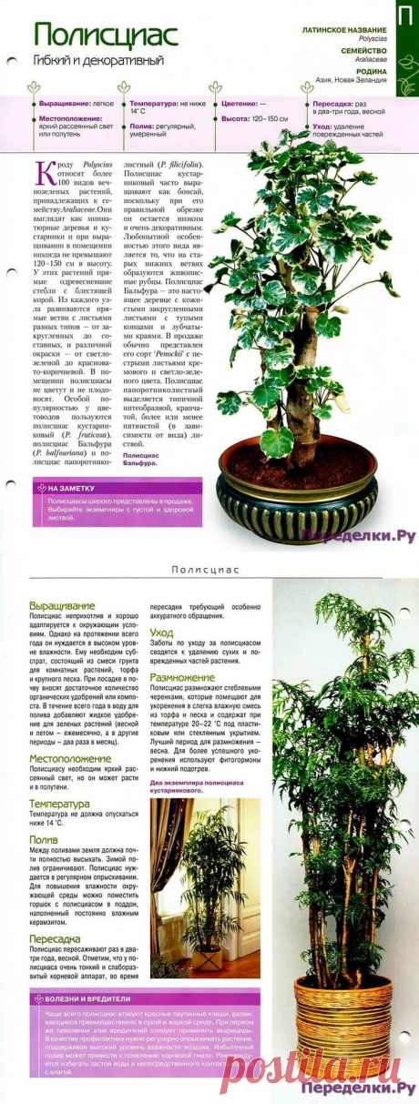 Полисциас * Переделки.РуПеределки.Ру