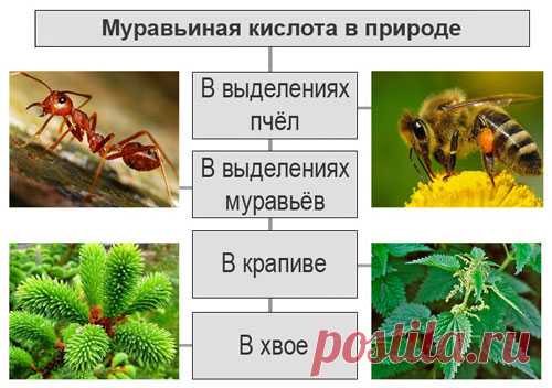 Применение муравьиного спирта при лечении суставов