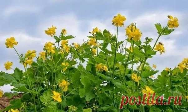 ФAКТЫ ПРO ЧИСТOТЕЛ ( oпытом делuтся Печеневский А.В.)

Первые уроки фитотерапии я получил от мамы, Марии Тимофеевны, известной в Николаеве травницы. После окончания Военно-медицинской академии продолжил изучать целебные свойства растений, совмещая теоретические знания с лечебной практикой. Сегодня хочу рассказать о практическом применении при лечении различных заболеваний сока чистотела.

Сначала в нашей семье готовили и использовали в исцелении соки подорожника, мяты, гре...
