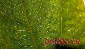 Как бороться с паутинным клещом, что делать для профилактики | Дача - впрок