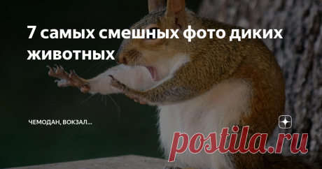7 самых смешных фото диких животных Смотрите нашу подборку фотографий с работами авторов, которые победили в международном конкурсе на звание самых "самых смешных фотографий диких животных". Ежегодно в мире проводится конкурс по отбору работ фотографов, занимающихся съемкой диких животных. В конкурсе участвуют только самые смешные фотографии, за которые затем голосуют люди. Смотрите, кто попал в финал и стал лучшим из лучших по мнению большинства проголосовавших людей! 1. ...