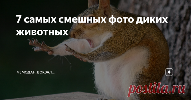 7 самых смешных фото диких животных Смотрите нашу подборку фотографий с работами авторов, которые победили в международном конкурсе на звание самых 