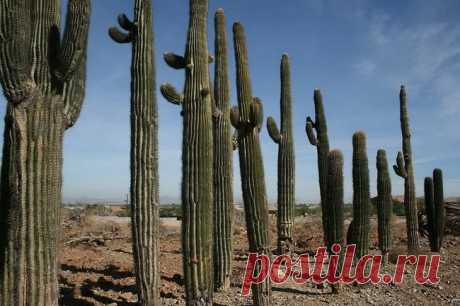 Гигантские кактусы сагуаро в пустыне Сонора - Путешествуем вместе