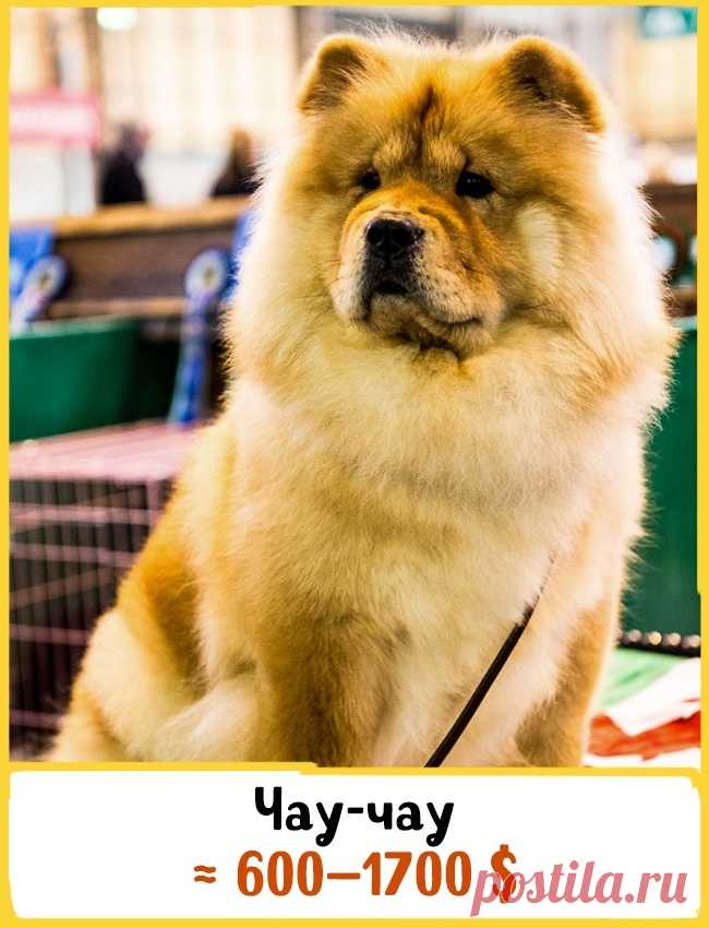 19 великолепных собак, которые стоят целое состояние