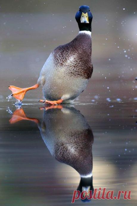 Animal pictures of the week: 30 November 2012