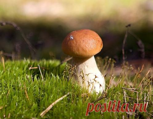 Грядка с боровиками на даче