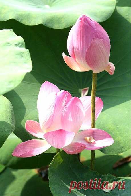 Pink Water Lily | Flowers