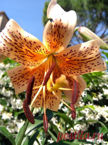 LILIUM