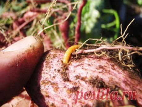 от проволочника