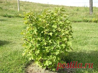 Уход за смородиной после сбора урожая