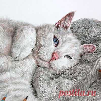 Кошачьи портреты карандашом