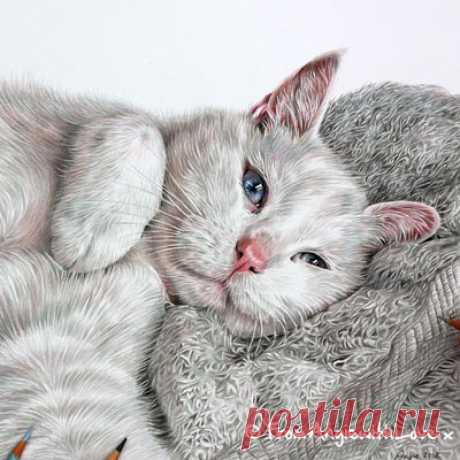 Кошачьи портреты карандашом