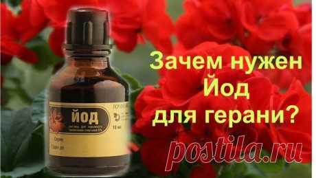 Подкормка из йода для буйного цветения герани: инструкция | 6 соток