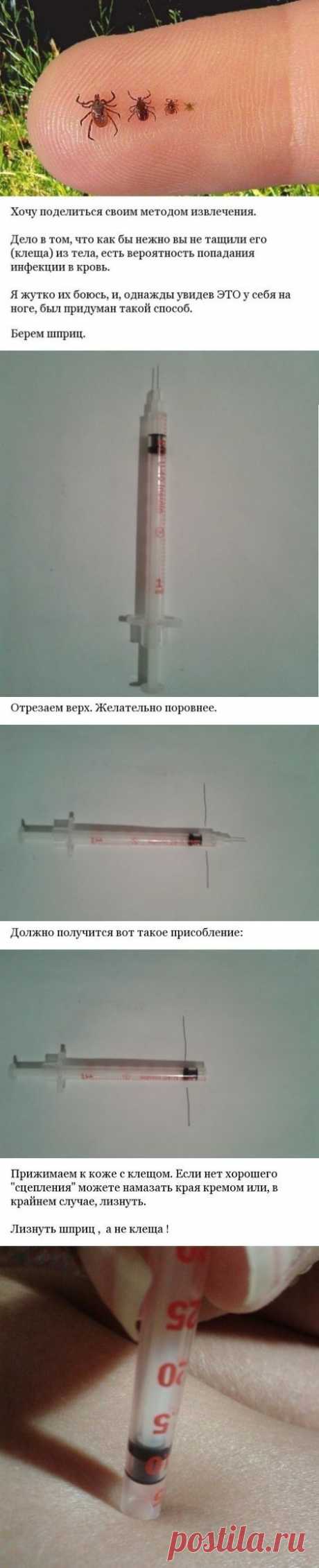 Безопасный и быстрый метод извлечения клещей | Страна Полезных Советов