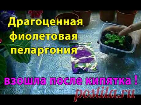Драгоценная ФИОЛЕТОВАЯ ПЕЛАРГОНИЯ подросла после кипятка  !!!! Удивительно 🌱