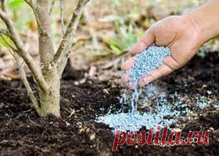 Правильная органика для почвы: выбор и использование натуральных удобрений » Сад огород