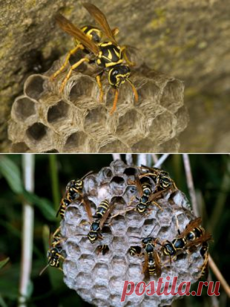 Операция «Оса». Что делать, если в доме поселились насекомые | Твой Ремонт и Твоя дача!