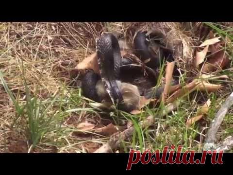 Крольчиха победила черную гадюку ради своих маленьких крольчат