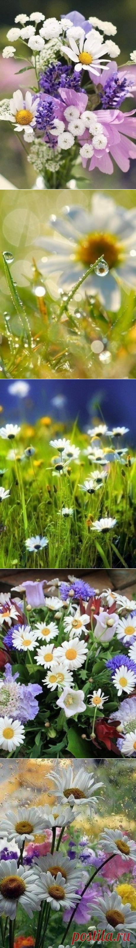 (99+) Одноклассники