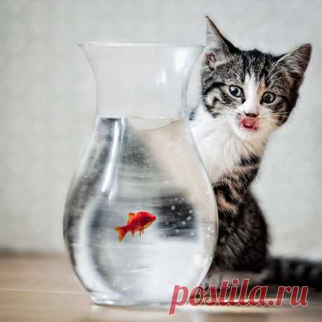 &quot;Так вот ты какая!!!! Рыба моей мечты&quot;500px / Hungry by Anita Meezen
