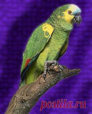 Природа.