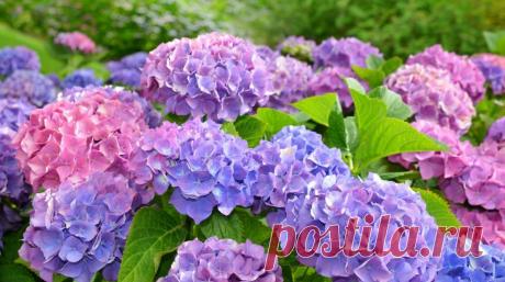 Волшебное садоводство, или как помочь гортензии сменить окраску | Дача с нуля | Яндекс Дзен