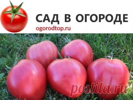 Томат Орлиное сердце: характеристика, описание сорта, отзывы, фото, урожайность, достоинства и недостатки, сроки посева