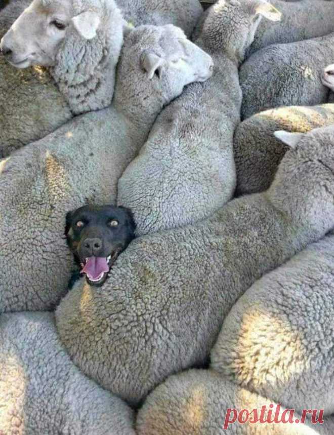 Пастухи