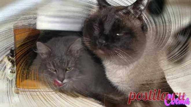 Сергей Одинцов-Пивко.Весёлая песенка)))