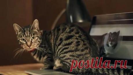 Руководство для котов по уходу за человеком – Пазл-Инглиш: Прослушайте фрагмент и разместите слова в правильном порядке, повторяя их