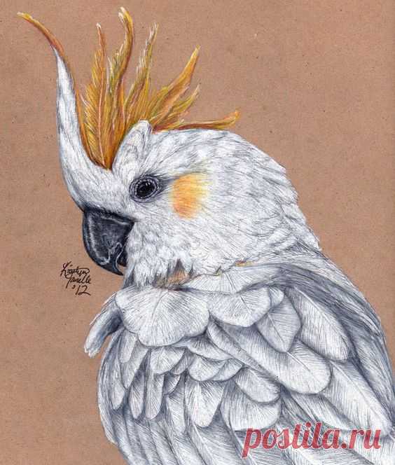 Bird Drawings : You can draw a bird better, if you get to know them well.One way to improve your bird art is to practice sketching often, remember the saying, 