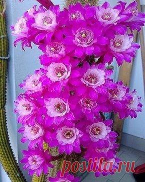 (15) Одноклассники