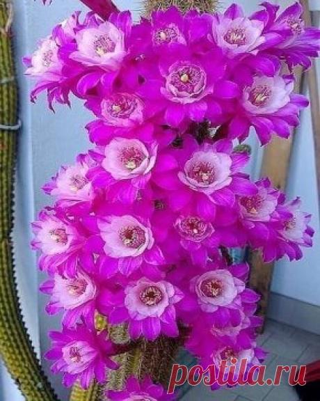 (15) Одноклассники