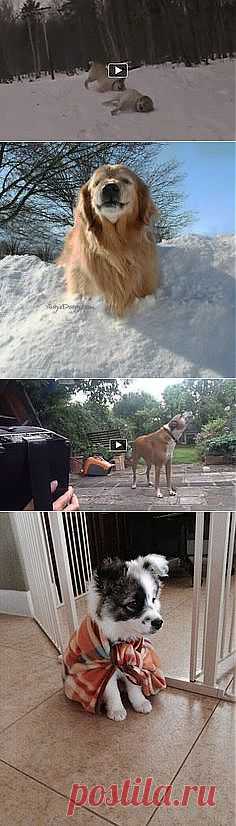 Funny Animals