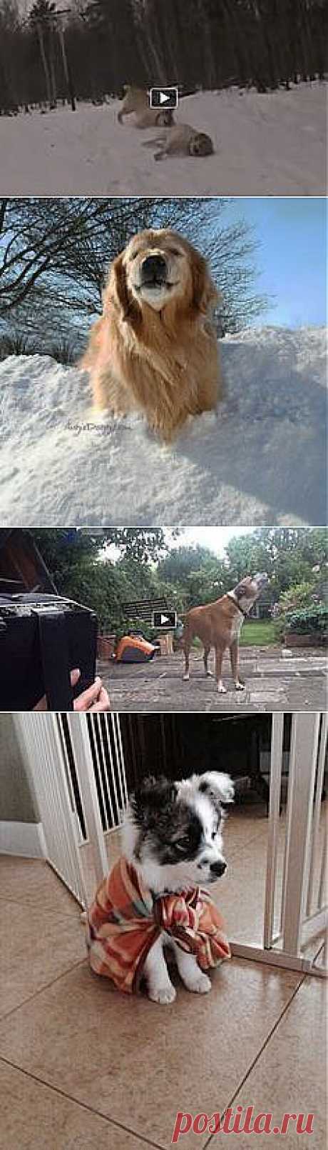 Funny Animals