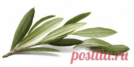 Идеальный растительный антисептик